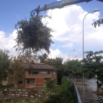 poda-de-arboles-madrid