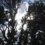 poda-de-arboles-madrid