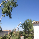 poda-de-arboles-madrid