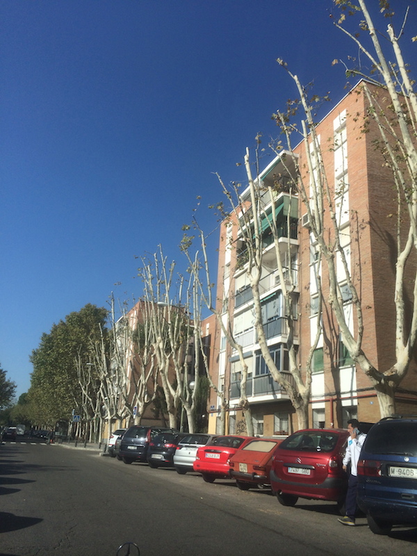 poda-de-arboles-madrid