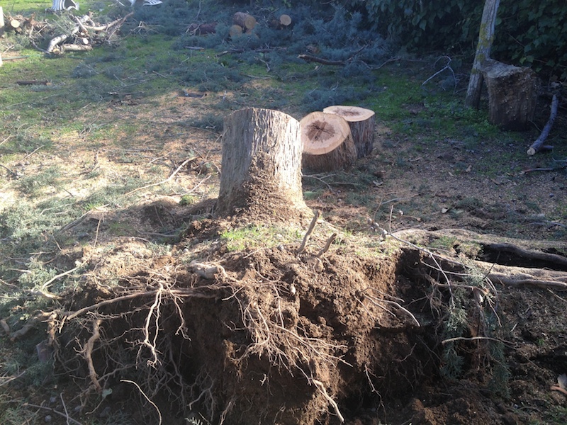 poda-de-arboles-madrid