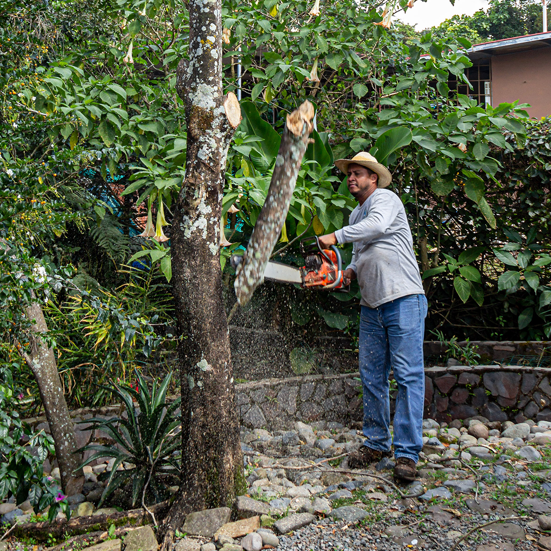 Pasado Reparador Pastor Cómo Realizar Poda de Árboles en Invierno, ¿Es Adecuado?